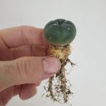 Transplanting Peyote Babies