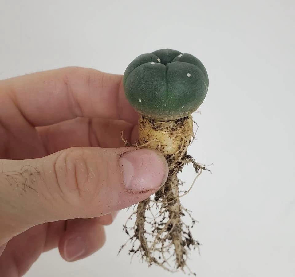 Transplanting Peyote Babies