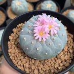 Pink Medium Peyote Button.