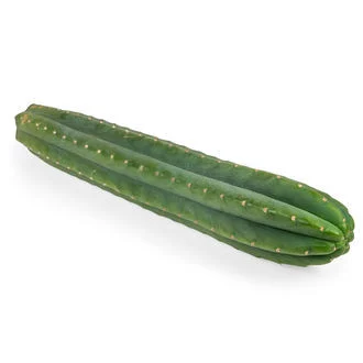 San Pedro XL (Echinopsis pachanoi) - Image 2