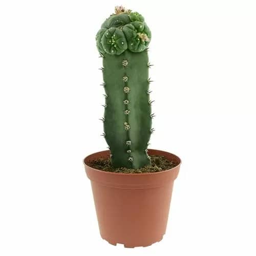 GRAFTED PEYOTE BUTTON.