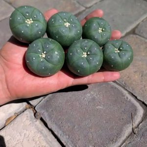 6 Peyote Babies Button
