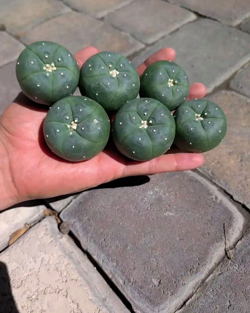 6 Peyote Babies Button