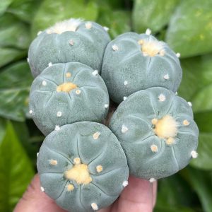 5 Peyote Babies Button