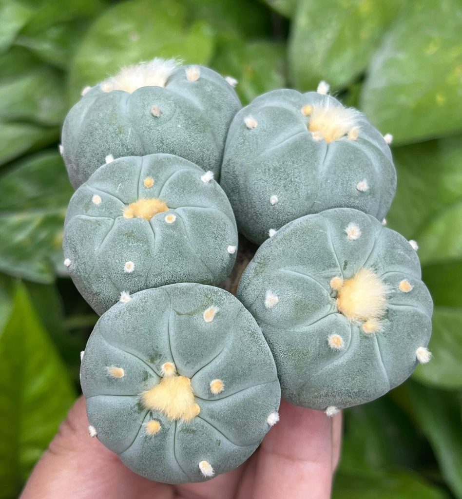 5 Peyote Babies Button